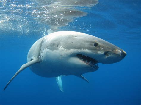 world record salmon shark kenneth higginbotham pictures caught  ken