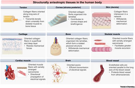 structurally anisotropic hydrogels  tissue engineering trends  chemistry