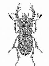 Zentangle Beetle Coloring Pages Adults Bright Teens Colors Favorite Choose Color sketch template