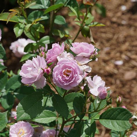 rise  lilac days climbing lilac rose greenwood nursery