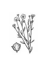 Coloring Pages Plants Flax sketch template