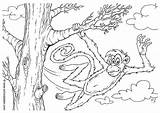 Affe Scimmia Kleurplaat Malvorlage Aap Dschungel Kleurplaten Stampare Educolor sketch template