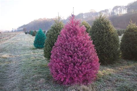 На ферме в Нью Джерси выращивают разноцветные елки ФОТО forumdaily