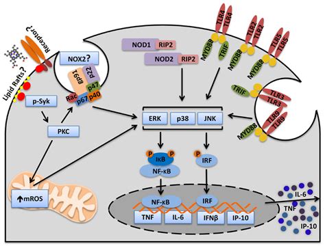 heme activates syk  amplifies cytokine production induced  pamps
