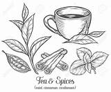Spices Leaf Drawing Mint Tea Green Plant Cardamom Getdrawings Peppermint Vector sketch template