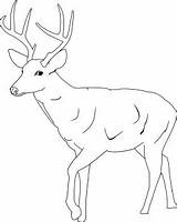 Deer Coloring Pages Template Tailed Printable Baby Cute Buck Whitetail Antlers Kids Drawing Clipart Animal Color Print Antler Templates Mule sketch template
