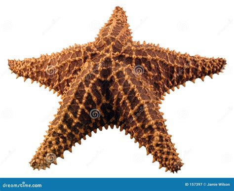 starfish royalty  stock photography image
