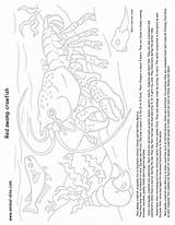 Coloring Swamp Animals Pages Animal Getcolorings Crawfish Getdrawings sketch template