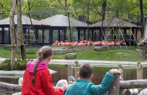 precies honderd cubaanse flamingos  nieuw verblijf ouwehands rhenen