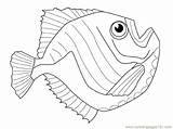 Coloring Pages Slippery Fish Template sketch template