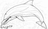 Pages Coloring4free Dolphin Coloring Realistic Print Related Posts sketch template