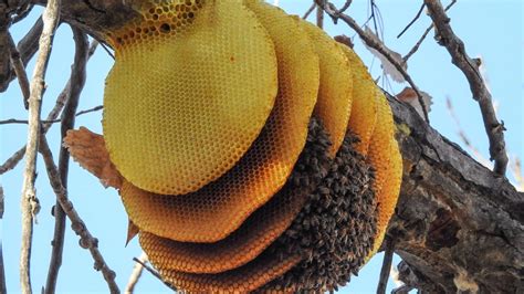 unique honey bee nest  colorado ksdkcom