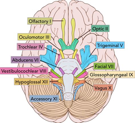 summary   cranial nerves teachmeanatomy