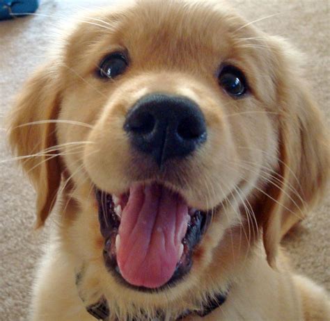 cute golden retriever puppies golden retrievers photo  fanpop