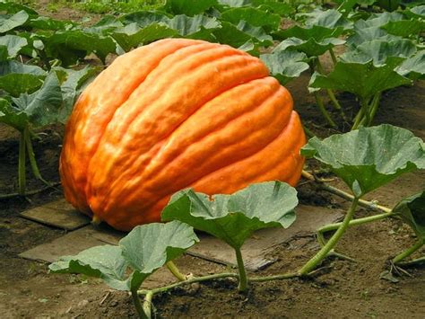 pumpkin dills atlantic giant dills atlantic giant select seeds