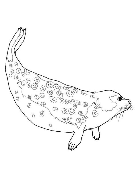 baby seal coloring pages talking  seals   endless