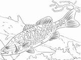 Coloring Bass Fish Pages Guadalupe Fishing Freshwater Largemouth Walleye Striped Drawing Trout Spotted Printable Kids Basses Arapaima Brook Big Colouring sketch template