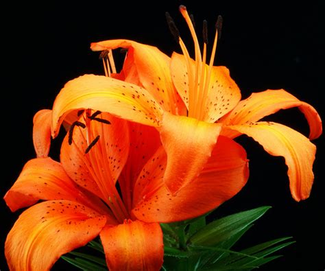 lily flowers flowerinfoorg