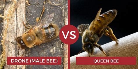 drone bee  queen bee bee drone bee male bee