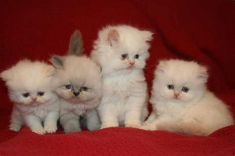 buy  teacup persian cat kittentoob