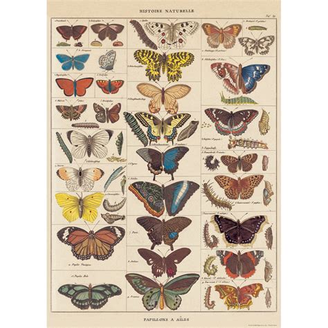 French Butterflies Nature Chart Vintage Style Poster At