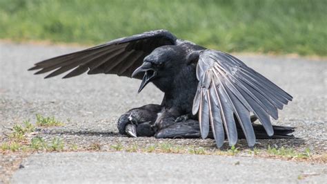 crows sometimes have sex with their dead the atlantic
