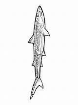 Shark Tigre Squalo Characteristic Printmania sketch template