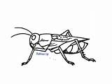 Mewarnai Jangkrik Hewan Serangga Kataucap sketch template