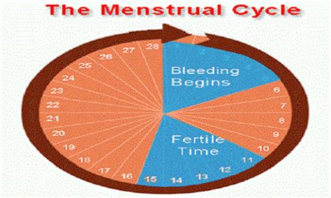 how to calculate ovulation and safe period in women information parlour
