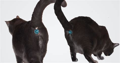 This Ass Cessory Turns Your Cat’s Butt Into A Glittering Jewel Bored