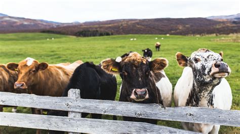 images farm animal herd pasture grazing bovine fauna calf