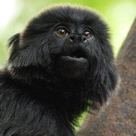 monkeys alarm calls reveal predators    scientific american