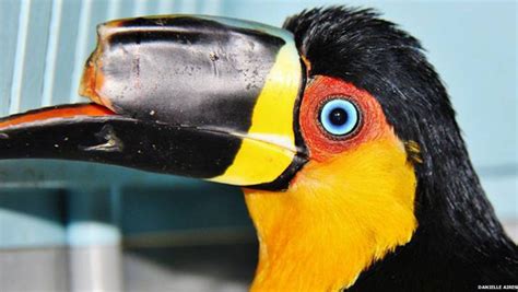mutilated toucan    printed beak prosthesis