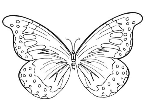 butterflies coloring pages  printable butterflies coloring pages