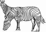 Zebra Zebras Two sketch template