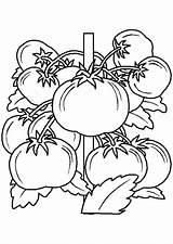 Tomates Legumes Hugolescargot sketch template