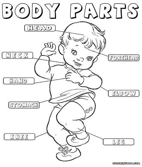 body parts coloring pages  preschool