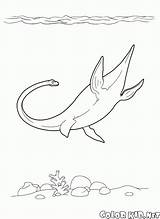 Coloring Elasmosaurus Ichthyosaur Plesiosaur Pages sketch template