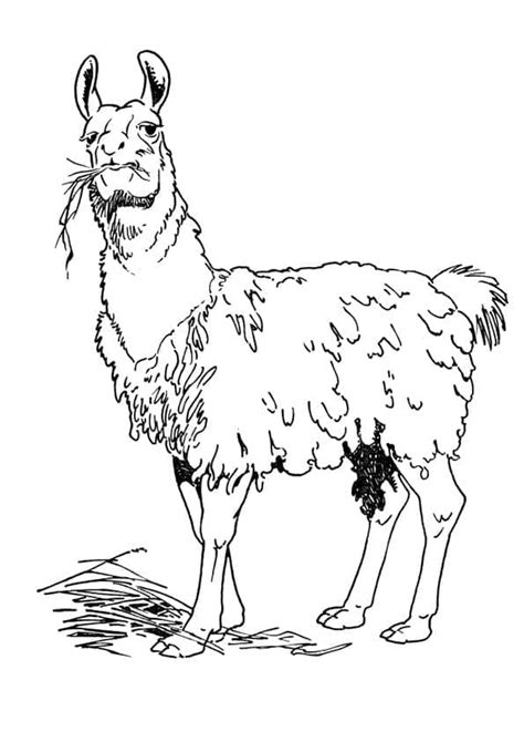 llama eating grass coloring page  print  color