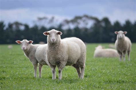 lamb harnet corporation