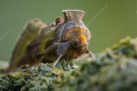 burnished brass stock image  science photo library