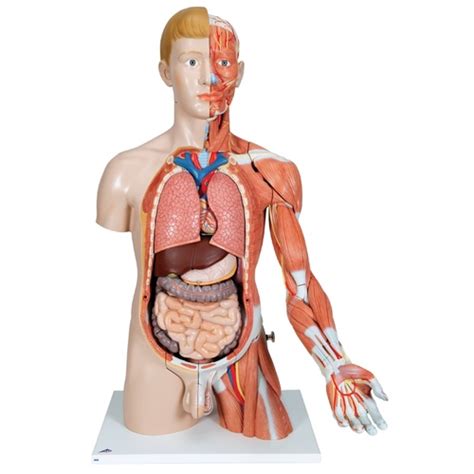 Anatomical Model Life Size Dual Sex Torso With Muscle Arm 33 Part