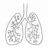 Lungs Drawing Human Lung Sketch Vector Organ Doodle Illustration Drawings Colourbox Getdrawings Paintingvalley Stock sketch template