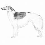 Borzoi Dog Standard Breed Akc American Illustration Information Breeds sketch template