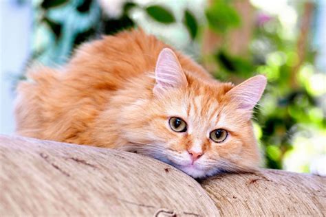 All About Cat Reproduction Cat’s Best