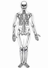 Skeleton Human Coloring Printable sketch template