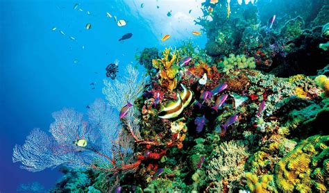 great barrier reef facts worksheets ecology geology  kids