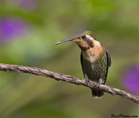 woodstar birdphotoscom