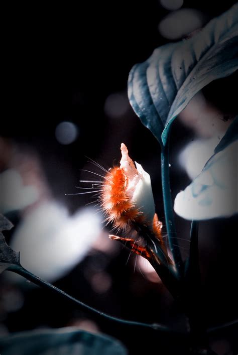 caterpillar nay thi wide minh kenny flickr