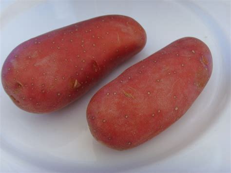 rote kartoffeln lebensmittelfotoscom